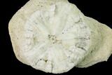 Fossil Sand Dollar (Astrodapsis) on Sandstone - California #144526-1